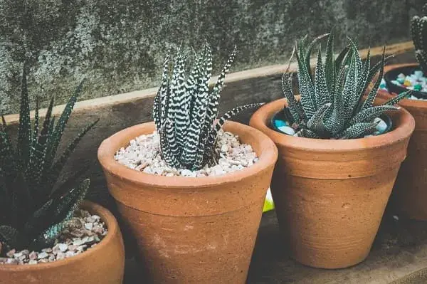 Cactus en maceta de barro